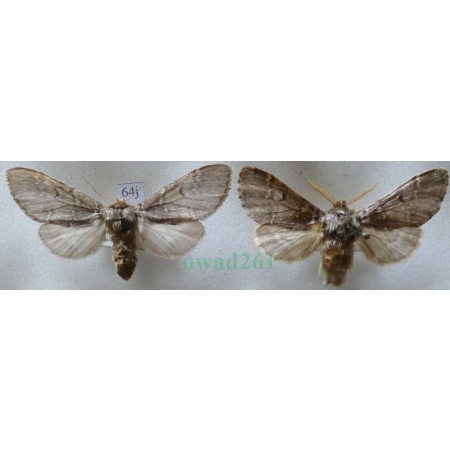 Drymonia ruficornis (Hufnagel, 1766) pair Dąbrówka chaonia Czech64j